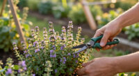 How To Harvest Thyme in Summer so it Keeps Growing – And to Get The Best Flavor