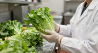 Cyclospora Linked To Taylor Farms Lettuce Sent To Taco Bell