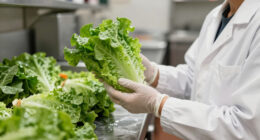 Cyclospora Linked To Taylor Farms Lettuce Sent To Taco Bell